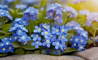 Forget Me Not Flower Planting Seeds - Create Beautiful Gardens with Charming Blooms