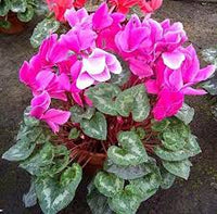 Dark Pink Cyclamen Flower seeds for Planting - Garden Favorite, Heirloom & GMO Free Seeds for Home Garden