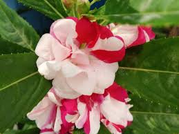 White Red Balsam Camellia Flower Seeds Seasonal Bloomer Heirloom & GMO Free Seeds for Home Garden
 
 Sale