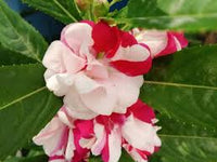 White Red Balsam Camellia Flower Seeds Seasonal Bloomer Heirloom & GMO Free Seeds for Home Garden
 
 Sale