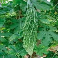 Karela Vegetable Seeds for Easy Planting at Home
