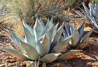 Agave Havardiana Succulent Flower seeds for Planting - Fragrant Blossoms, Heirloom & GMO Free Seeds for Home Garden
