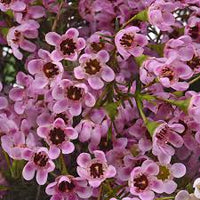 Geraldton Wax Flower seeds for Planting - Drought Tolerant, Heirloom & GMO Free Seeds for Home Garden