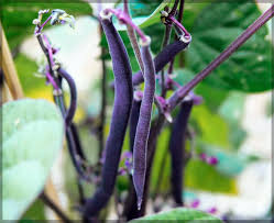 Purple Bush Bean Seeds for Vegetable Planting