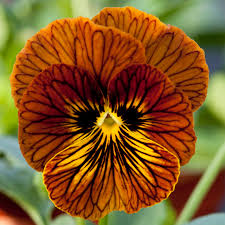 Tiger Eye Flower seeds for Planting Cottage Garden Essential Heirloom & GMO Free Seeds for Home Garden 
 
 Sale