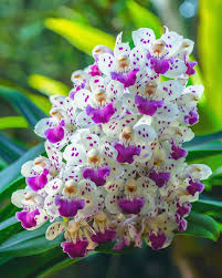 White Violet Cymbidium Flower Planting - Seeds for Thriving Blossoms in Your Garden