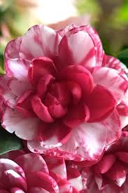 Burgundy White Camellia Flower seeds for Planting - Sun Loving, Heirloom & GMO Free Seeds for Home Garden