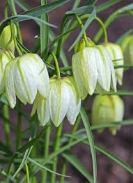 Green Crown Imperial Seeds for Planting Compact Growth Heirloom & GMO Free Seeds for Home Garden
 
 Sale