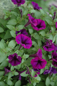 Deep Purple Petunia Flower seeds for Planting Vibrant Colors Heirloom & GMO Free Seeds for Home Garden