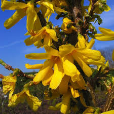 Trifoliate Forsythia Flower seeds for Planting - Sun Loving, Heirloom & GMO Free Seeds for Home Garden