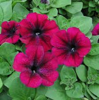 Dotted Burgundy Petunia Seeds for Planting Heirloom NONGMO Flower Seeds Easy to Grow Garden Blooms 
 
 Sale