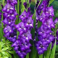 Deep Purple Gladiolus Seeds Flower seeds for Planting Pollinator Friendly Heirloom & GMO Free Seeds for Home Garden 
 
 Sale
