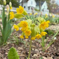 Heirloom Veris Flower seeds for Planting Wildflower Mix Heirloom & GMO Free Seeds for Home Garden