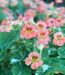Pale Pink Nasturtium Flower Seeds for Planting Shade Tolerant Heirloom & GMO Free Seeds for Home Garden
 
 Sale