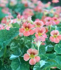 Pale Pink Nasturtium Flower Seeds for Planting Shade Tolerant Heirloom & GMO Free Seeds for Home Garden
 
 Sale