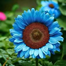 Ocean Blue Sunflower Flower Seeds for Planting Colorful Display Heirloom & GMO Free Seeds for Home Garden
 
 Sale