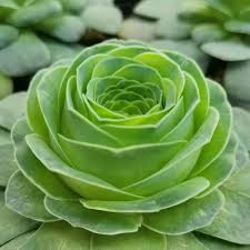 Greenovia Flower seeds for Planting - Premium Quality, Heirloom & GMO Free Seeds for Home Garden