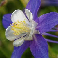 Colorado Flower seeds for Planting - Compact Growth, Heirloom & GMO Free Seeds for Home Garden