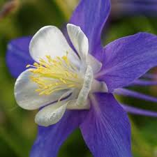 Colorado Flower seeds for Planting - Compact Growth, Heirloom & GMO Free Seeds for Home Garden