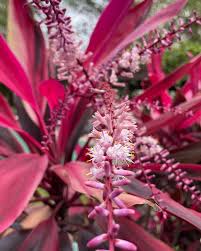 Cordyline Flower seeds for Planting Low Maintenance Heirloom & GMO Free Seeds for Home Garden