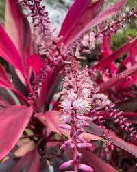 Cordyline Flower seeds for Planting Low Maintenance Heirloom & GMO Free Seeds for Home Garden