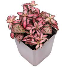 Mixed Fittonia Verschaffeltii Flower seeds for Planting - Cut Flower Favorite, Heirloom & GMO Free Seeds for Home Garden
