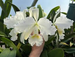 White Cattleya Flower Seeds for Planting Hardy Variety Heirloom & GMO Free Seeds for Home Garden
 
 Sale