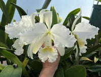 White Cattleya Flower Seeds for Planting Hardy Variety Heirloom & GMO Free Seeds for Home Garden
 
 Sale
