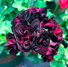Dark Khaki Geranium Flower seeds for Planting Fragrant Blossoms Heirloom & GMO Free Seeds for Home Garden