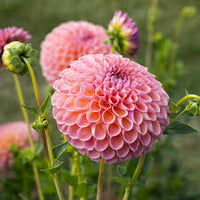 Heirloom Dahlia Flower seeds for Planting Vibrant Colors Heirloom & GMO Free Seeds for Home Garden