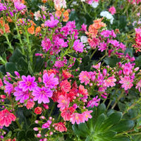 Lewisia Pink Flower Seeds for Planting | Colorful Perennial Blooms