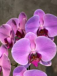 Violet Butterfly Orchid Flower seeds for Planting - Low Maintenance, Heirloom & GMO Free Seeds for Home Garden