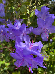Purple Azaleas Flower seeds for Planting - Bright Blooms, Heirloom & GMO Free Seeds for Home Garden