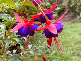 Dark Blue Red Fuchsia Flower Seeds for Planting Fragrant Blossoms Heirloom & GMO Free Seeds for Home Garden
 
 Sale