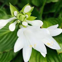 Hosta Flower seeds for Planting Vibrant Colors Heirloom & GMO Free Seeds for Home Garden 
 
 Sale