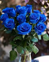 Rainy Blue Rose Flower seeds for Planting - Garden Favorite, Heirloom & GMO Free Seeds for Home Garden