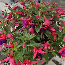 Fuchsias Flower seeds for Planting Perfect for Borders Heirloom & GMO Free Seeds for Home Garden