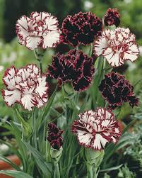 Maroon White Carnation Flower seeds for Planting Wildflower Mix Heirloom & GMO Free Seeds for Home Garden