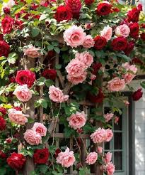 Pink Miniature Rose Seeds for Planting Cut Flower Favorite Heirloom & GMO Free Seeds for Home Garden
 
 Sale