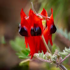 Swainsona Flower seeds for Planting Fragrant Blossoms Heirloom & GMO Free Seeds for Home Garden