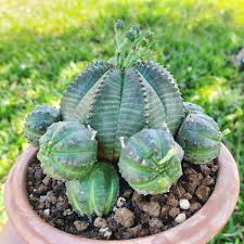 Green Euphorbia Obesa Flower seeds for Planting - Perfect for Borders, Heirloom & GMO Free Seeds for Home Garden