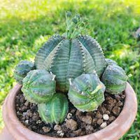 Green Euphorbia Obesa Flower seeds for Planting - Perfect for Borders, Heirloom & GMO Free Seeds for Home Garden