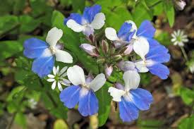 Collinsia Verna Flower Planting Seeds - Vibrant Annual Seeds for Colorful Gardens