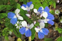 Collinsia Verna Flower Planting Seeds - Vibrant Annual Seeds for Colorful Gardens