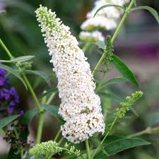 White Buddleja Flower seeds for Planting Garden Favorite Heirloom & GMO Free Seeds for Home Garden
