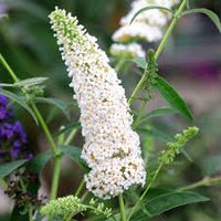 White Buddleja Flower seeds for Planting Garden Favorite Heirloom & GMO Free Seeds for Home Garden
