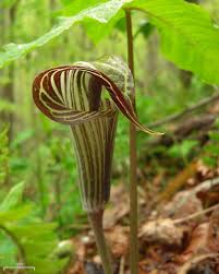Green Arisaema Triphyllum Flower seeds for Planting - Sun Loving, Heirloom & GMO Free Seeds for Home Garden