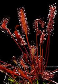 Dark Red Sundew for Planting Perfect for Borders Heirloom & GMO Free Seeds for Home Garden
 
 Sale