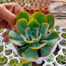 Sky Blue Green Succulent Flower Seeds Cut Flower Favorite Heirloom & GMO Free Seeds for Home Garden
 
 Sale
