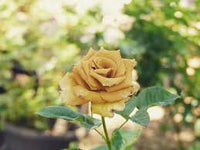 Gold Rose Flower seeds for Planting - Compact Growth, Heirloom & GMO Free Seeds for Home Garden